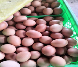 蛋鸡后期破蛋和白壳蛋多怎么办？ ----益生宝G501可解忧